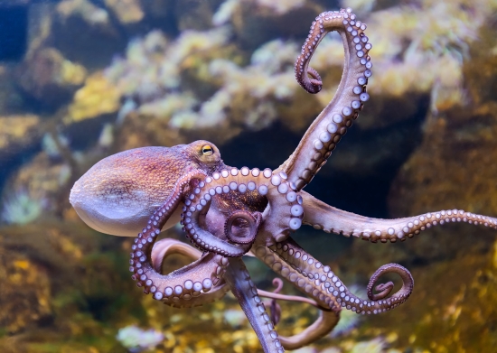 Octopus vs. Calamari – What’s the Difference? 2 A violet-colored octopus swimming underwater.
